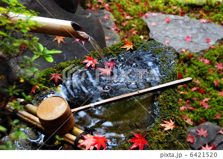 蹲と紅葉 6421520