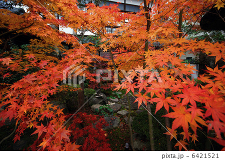 紅葉 6421521