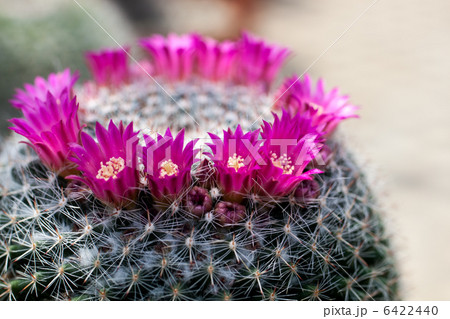 サボテンの花 6422440