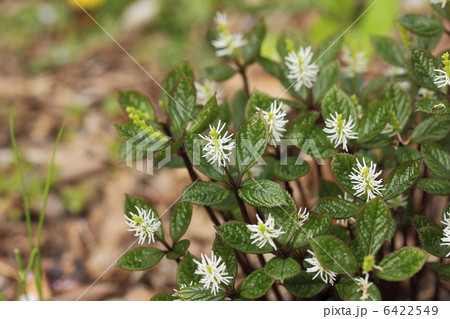 里山に咲く花　ヒトリシズカ 6422549