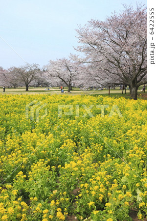 里山の春　菜の花と満開の桜 6422555