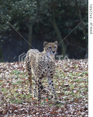 チーター チーター 6422681