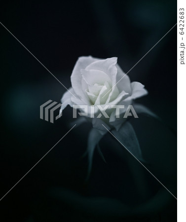 White rose 6422683