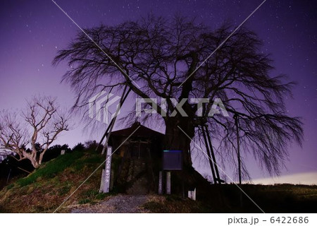 上石の不動桜 6422686