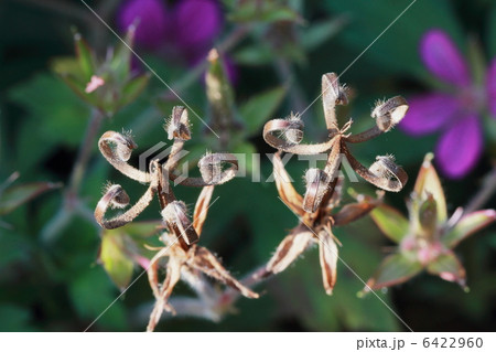 げんのしょうこ　みこしぐさ 6422960