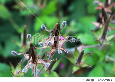 げんのしょうこ みこしぐさ げんのしょうこ みこしぐさ 6422963