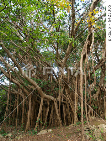 沖縄・大石林山(ガジュマル) 沖縄・大石林山(ガジュマル) 6423305