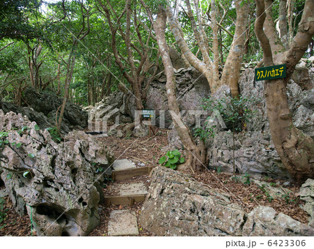 沖縄・大石林山（散策路） 6423306