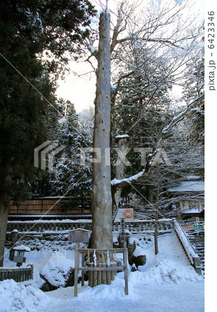 雪と御柱 6423346