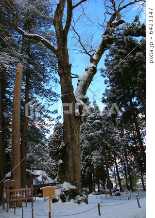 上社の雪と御神木と御柱 上社の雪と御神木と御柱 6423347