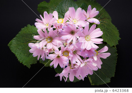 サイネリア 6423368