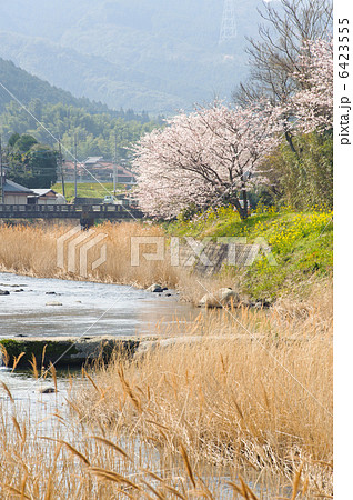 祓川と桜 6423555