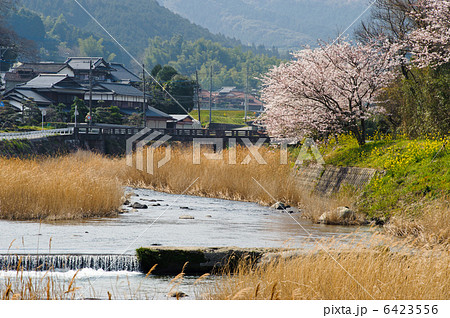 祓川と桜 祓川と桜 6423556