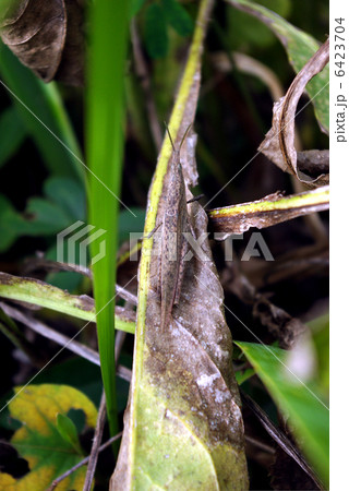 オンブバッタ 6423704