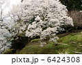 仏隆寺の桜 6424308