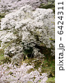 仏隆寺の桜 6424311