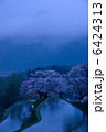 三多気の桜 6424313