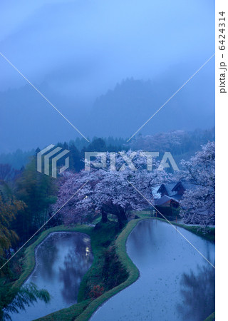 三多気の桜 三多気の桜 6424314