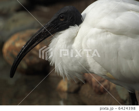 クロトキの横顔 6424398