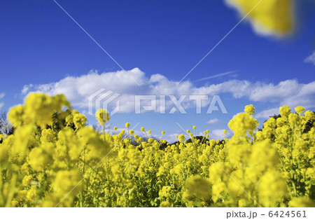 菜の花畑　春イメージ　背景素材 6424561