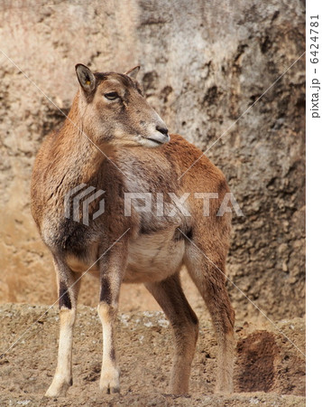 ムフロン メス の写真素材