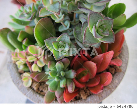 多肉植物 6424786