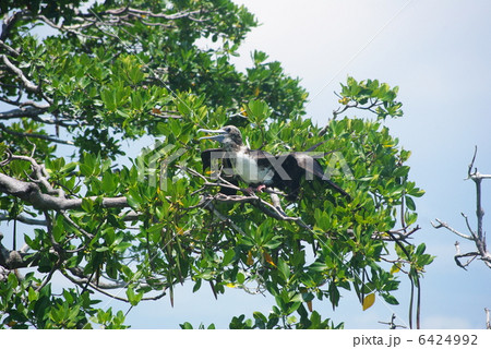 メキシコ メキシコ 6424992