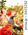 野鳥 6425292