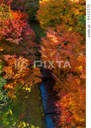 東福寺 紅葉 東福寺 紅葉 6425370
