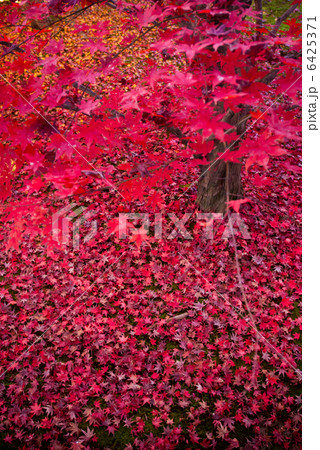 東福寺 紅葉 東福寺 紅葉 6425371