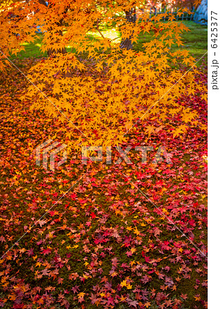 東福寺　紅葉 6425377