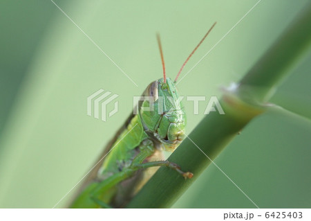 コバネイナゴ 6425403