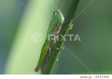 コバネイナゴ 6425404