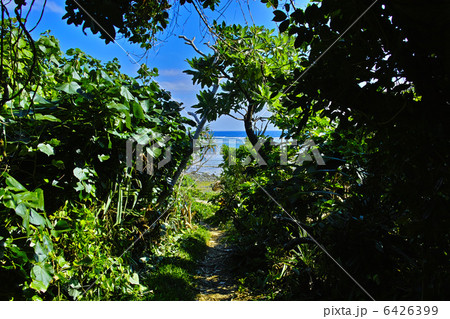 久高島の植物 久高島の植物 6426399