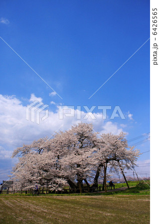 石部桜(会津五桜) 石部桜(会津五桜) 6426565