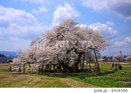 石部桜(会津五桜) 6426566