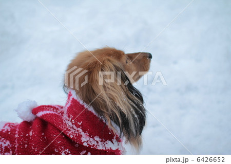 雪の中空を見上げるミニチュアダックス シェーテッドレッド 雪の中空を見上げるミニチュアダックス シェーテッドレッド 6426652