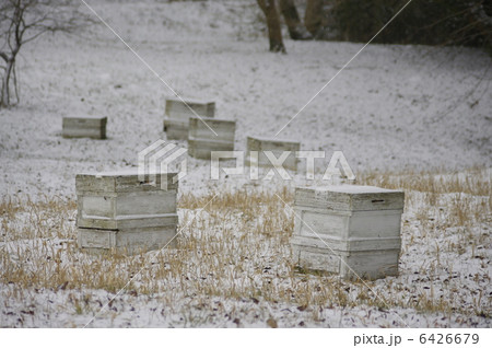 雪の中の養蜂箱 6426679