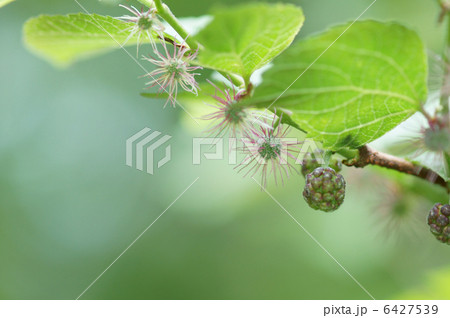 楮　コウゾの雌花と若い実 6427539