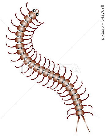 ムカデのイラスト素材 ムカデのイラスト素材