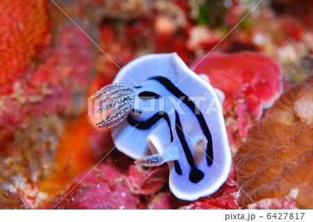 ウミウシ 6427817