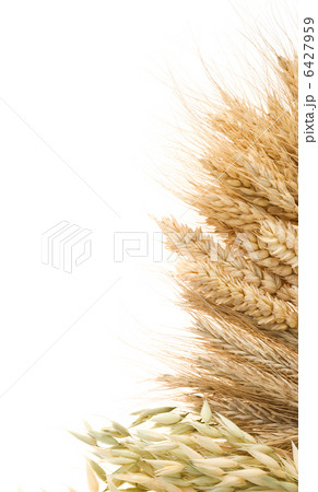 ripe ears of cereals isolated on white ripe ears of cereals isolated on white 6427959