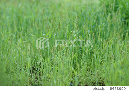 雀の鉄砲 花だか実だか? 雀の鉄砲 花だか実だか? 6428090
