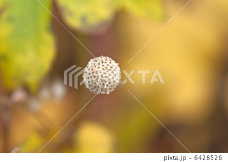 シュウメイギク　種子（学名：Anemone hupehensis var. japonica） 6428526