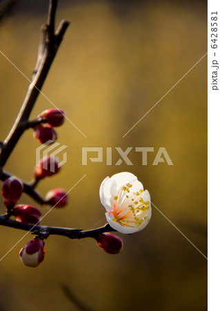 早春の便り　梅の花 6428581
