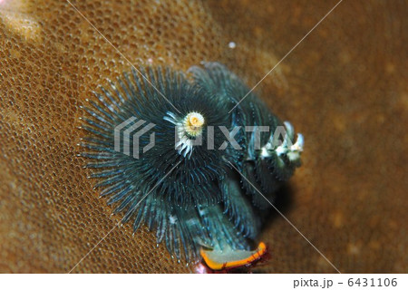 イバラカンザシ 6431106