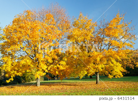 Colorful autumn Colorful autumn 6431514