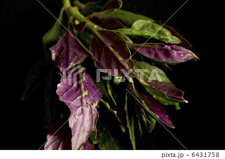 金時草 金時草 6431758