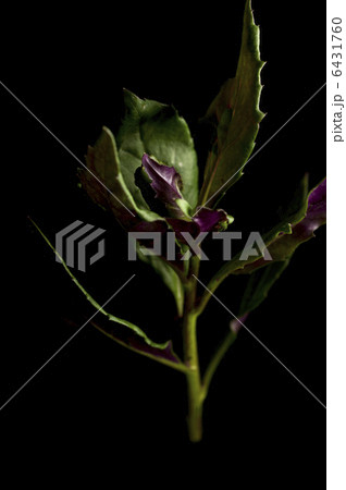 金時草 金時草 6431760