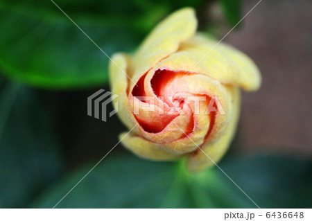 薔薇 6436648